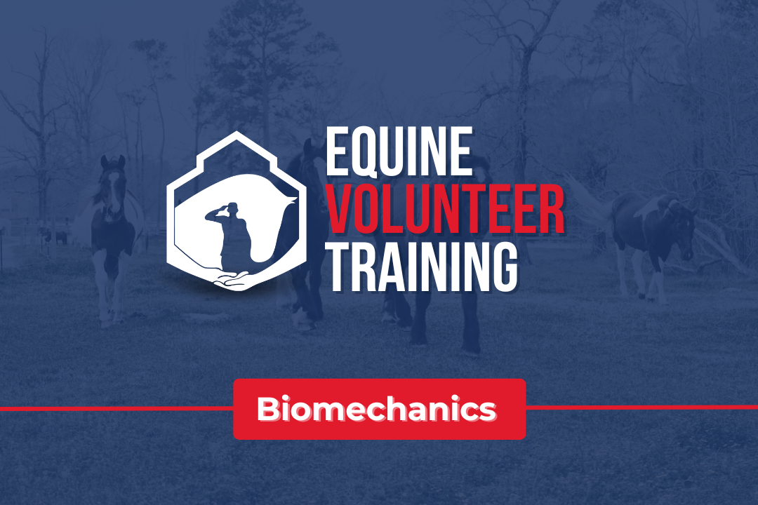Equine Volunteer Training Biomechanics