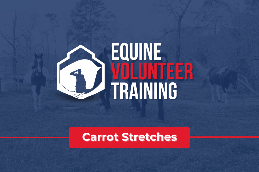 Equine Volunteer Training Carrot Stretches