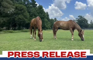 Honor And Uplift Veterans Through the Power of Horses