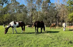 seen through horses press release