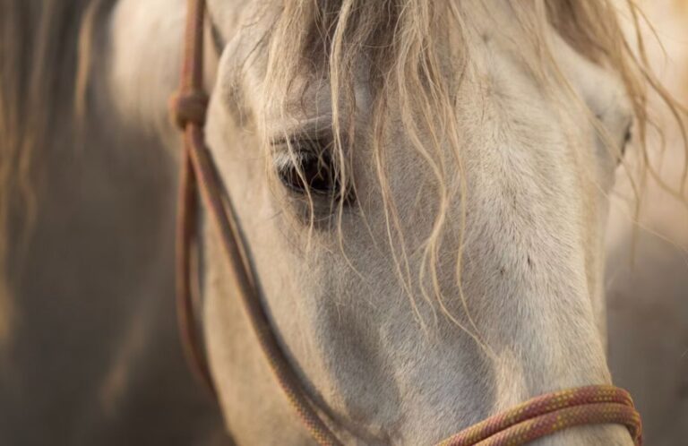 finding forever home horse donkey montgomery county