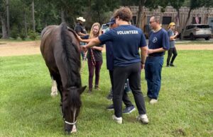 Why Companies and Organizations in Montgomery