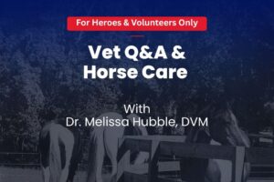 vet and horse care