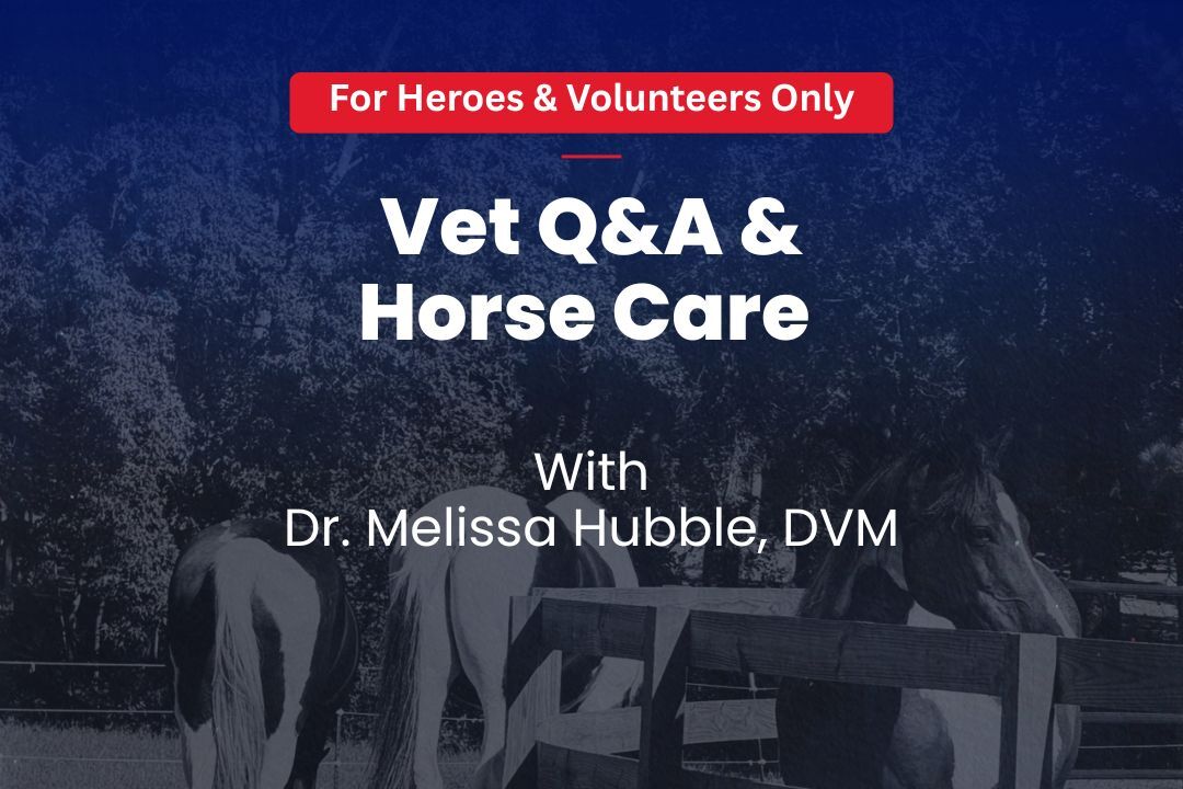 vet and horse care