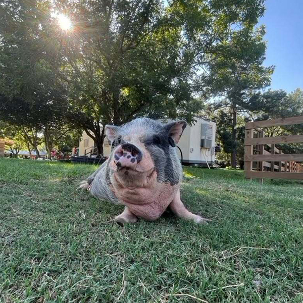 Lucy