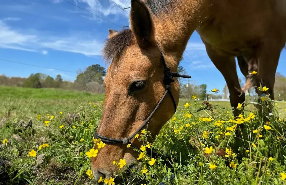 Henrys Home Horse and Human Sanctuary Featured 1